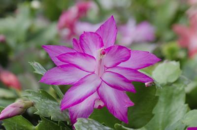 Christmas Cactus